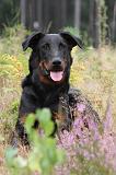 BEAUCERON 413